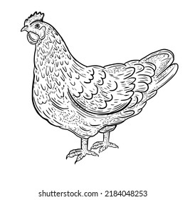 Vector drawing, sketch chicken. The bird is domestic.