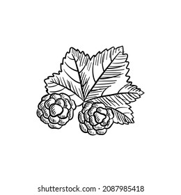 vector drawing sketch of cloudberries,  berries and leaf isolated at white background,hand drawn illustration