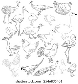 vector drawing sketch of domestic birds, hand drawn chicken,rooster,goose and turkey, isolated nature design elements