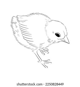 vector drawing sketch of domestic chicken, hand drawn bird, isolated nature design element