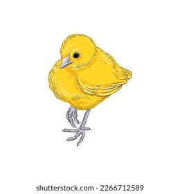 vector drawing sketch of domestic yellow chicken, hand drawn bird, isolated nature design element