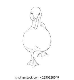 vector drawing sketch of duckling, hand drawn bird, isolated nature design element
