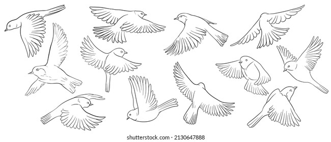 vector drawing sketch of flying birds, hand drawn songbirds, isolated nature design elements