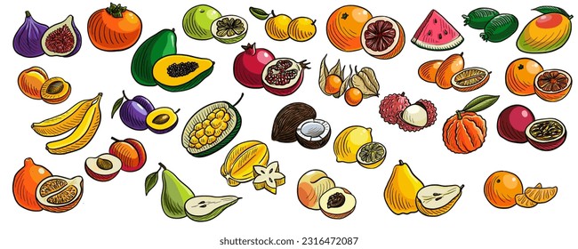 vector drawing sketch of fruits isolated atw hite background, hand drawn illustration