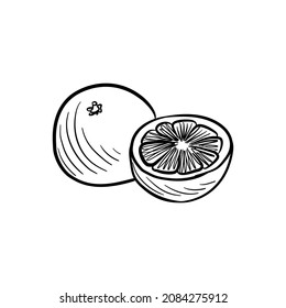 Vektorgrafik von Grapefruit, Zitrusfrüchten einzeln auf weißem Hintergrund, handgezeichnet