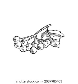 vector drawing sketch of guelder rose berries isolated at white background,hand drawn illustration