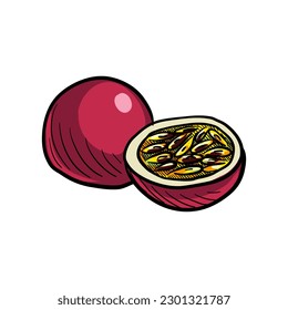 vector drawing sketch of passion fruit isolated at white background, hand drawn illustration