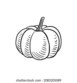 vector drawing sketch of paumpkin, vegetable isolated at white background,hand drawn illustration