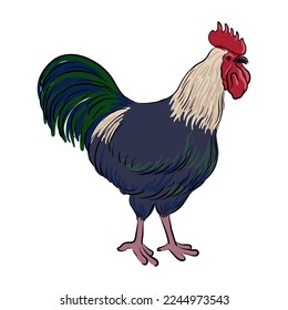 vector drawing sketch of rooster, hand drawn bird, isolated nature design element