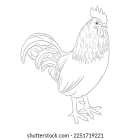 vector drawing sketch of rooster, hand drawn bird, isolated nature design element