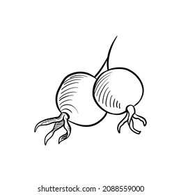 vector drawing sketch of rose hips, berries isolated at white background,hand drawn illustration