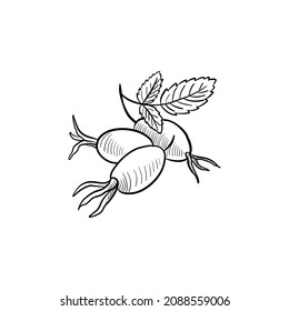 dibujo vectorial de caderas de rosa, bayas aisladas en fondo blanco, ilustración dibujada a mano