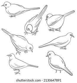 vector drawing sketch of sitting birds, hand drawn doves, isolated nature design elements