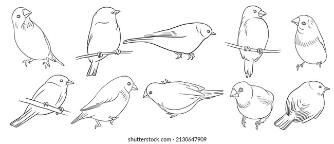 dibujo vectorial de aves sentadas, aves cantoras dibujadas a mano, elementos de diseño natural aislado