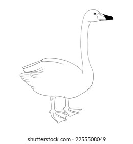 vector drawing sketch of swan, hand drawn bird, isolated nature design element
