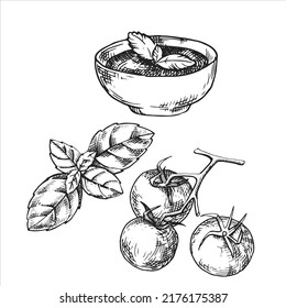 vector drawing, sketch. tomato sauce with tomatoes and basil. Georgian cuisine, national cuisine. graphics illustration