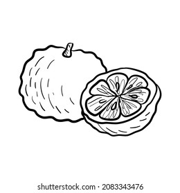 vector drawing sketch of yuzu, citrus fruit isolated at white background, hand drawn illustration