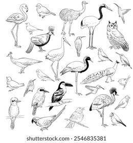 desenho vetorial esboços de pássaros, ilustração desenhada à mão, vintage elementos de design de natureza isolados no fundo branco