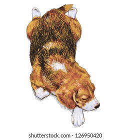 Vector drawing of sleeping beagle
