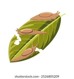 vector drawing slugs at green leaf isolated at white background, garden pest, hand drawn illustration