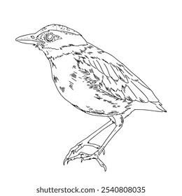 Vector drawing of a small bird. Blue-winged pitta. Outline drawing of a wild bird. Design element for print, clothing, stickers, cards, fabrics, invitations