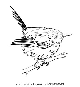 Vector drawing of a small bird. Common Tailorbird. Outline drawing of a wild bird. Design element for print, clothing, stickers, cards, fabrics, invitations