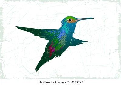 Vector drawing of a small bird of hummingbird.