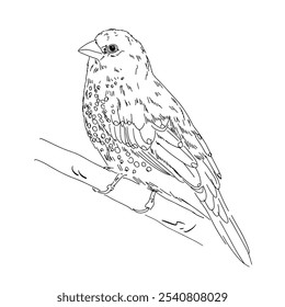 Vector drawing of a small bird on a branch. Strawberry Finch. Outline drawing of a wild bird. Design element for print, clothing, stickers, cards, fabrics, invitations