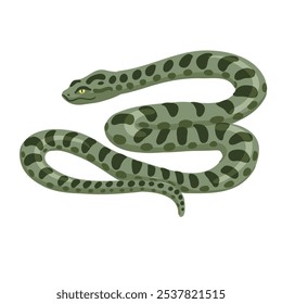 Vector dibujando serpiente, anaconda verde, Eunectes murinus, aislado en el fondo blanco, ilustración dibujada a mano