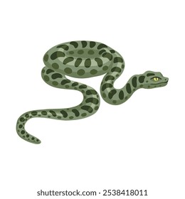 Vector dibujando serpiente, anaconda verde, Eunectes murinus, aislado en el fondo blanco, ilustración dibujada a mano