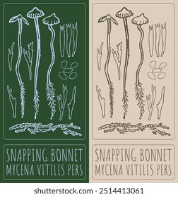 Vector dibujo SNAPPING BONNET. Dibujado a mano ilustración. El nombre de Latina es MYCENA VITILIS PERS.
