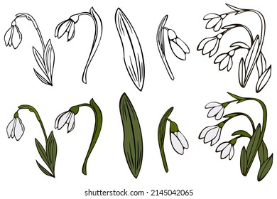 Vector drawing of snowdrops. Snowdrops for decoration and design.