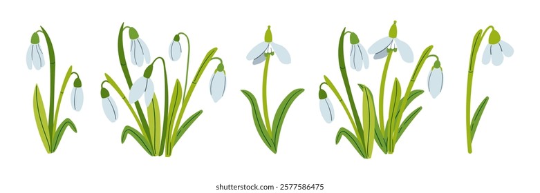 Vector drawing of snowdrops. Snowdrops for decoration and design. Flat hand drawn illustration isolate on white, spring flower , 8 march holiday .