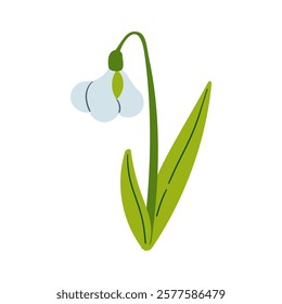 Vector drawing of snowdrops. Snowdrops for decoration and design. Flat hand drawn illustration isolate on white, spring flower , 8 march holiday .