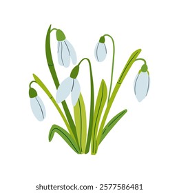 Vector drawing of snowdrops. Snowdrops for decoration and design. Flat hand drawn illustration isolate on white, spring flower , 8 march holiday .