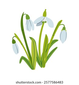 Vector drawing of snowdrops. Snowdrops for decoration and design. Flat hand drawn illustration isolate on white, spring flower , 8 march holiday .