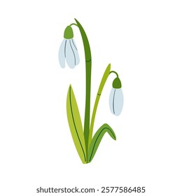 Vector drawing of snowdrops. Snowdrops for decoration and design. Flat hand drawn illustration isolate on white, spring flower , 8 march holiday .