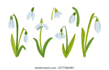 Vector drawing of snowdrops. Snowdrops for decoration and design. Flat hand drawn illustration isolate on white, spring flower , 8 march holiday .