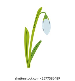 Vector drawing of snowdrops. Snowdrops for decoration and design. Flat hand drawn illustration isolate on white, spring flower , 8 march holiday .