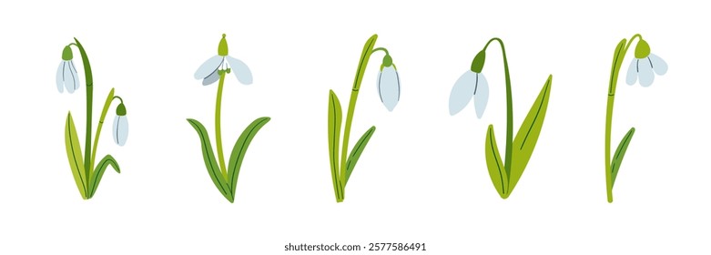 Vector drawing of snowdrops. Snowdrops for decoration and design. Flat hand drawn illustration isolate on white, spring flower , 8 march holiday .