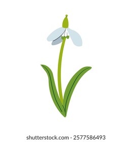 Vector drawing of snowdrops. Snowdrops for decoration and design. Flat hand drawn illustration isolate on white, spring flower , 8 march holiday .