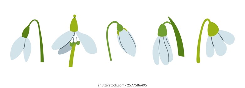 Vector drawing of snowdrops. Snowdrops for decoration and design. Flat hand drawn illustration isolate on white, spring flower , 8 march holiday .
