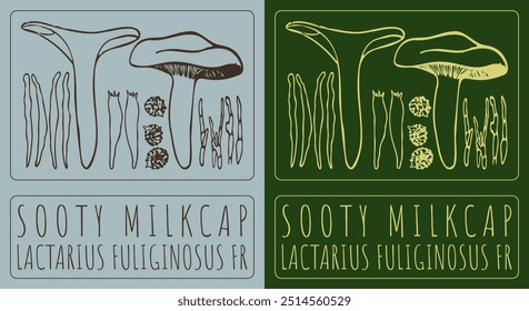 Vector drawing SOOTY MILKCAP. Hand drawn illustration. Latin name is LACTARIUS FULIGINOSUS FR.
