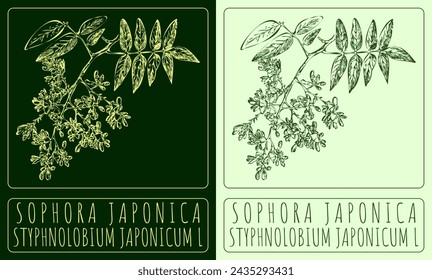 Vector drawing SOPHORA JAPONICA. Hand drawn illustration. The Latin name is STYPHNOLOBIUM JAPONICUM L.
