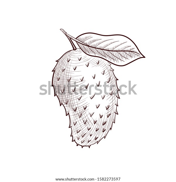 Vector Drawing Soursop Guyabano Fruit Annona Stock Vector Royalty Free