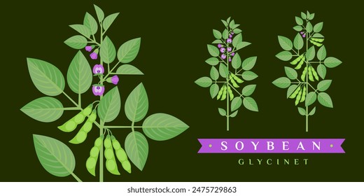 Dibujo de Vector de soja. Flor y hojas aisladas, frijol. Esbozo botánico detallado.