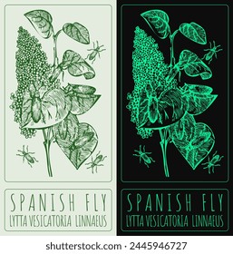 Vector dibujando SPANISH FLY. Dibujado a mano ilustración. El nombre de Latina es LYTTA VESICATORIA LINNAEUS.
