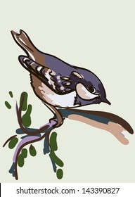 vector drawing sparrow birds