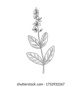 vector drawing speedwell, Veronica officinalis, hand drawn illustration of medicinal plant