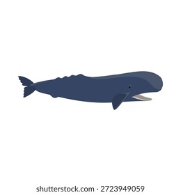vector drawing sperm whale , cachalot isolated at white background, hand drawn illustration